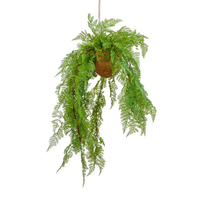 Hanging Plant - Carrot Fern - Herb Ball