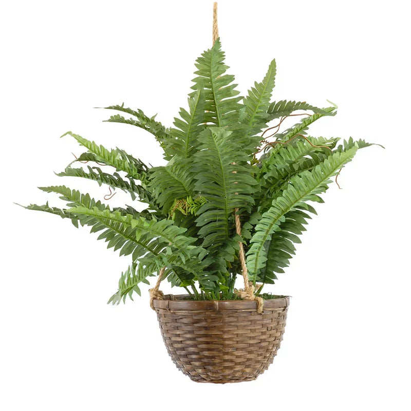 Hanging Plant - Fern in Basket - Herb Ball