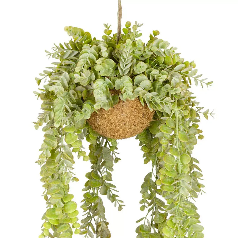 Hanging Plant - Light Coin Leaves - Hanging Plant
