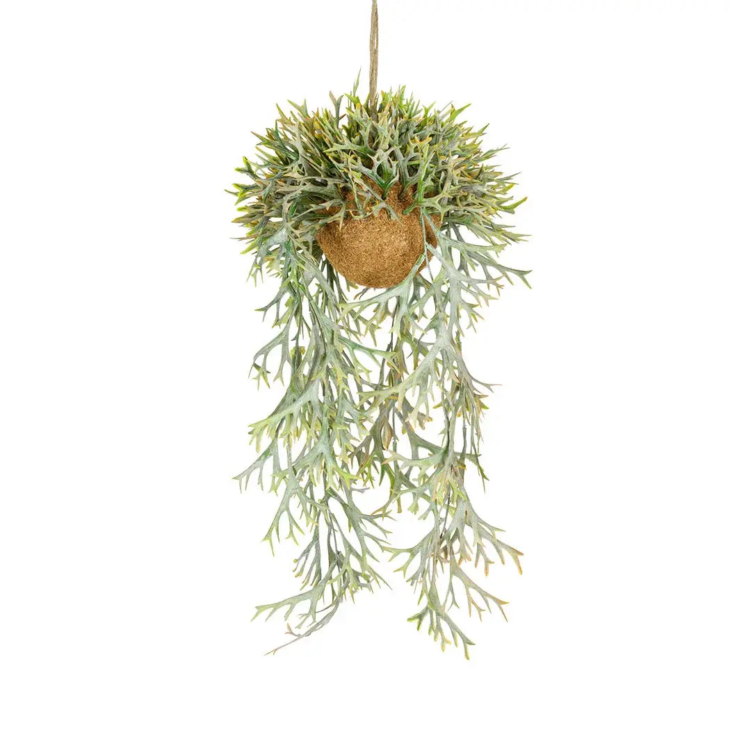 Hanging Plant - Staghorn Fern Autumn - Herb Ball