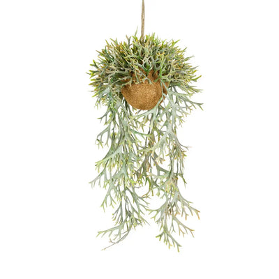 Hanging Plant - Staghorn Fern Autumn - Herb Ball