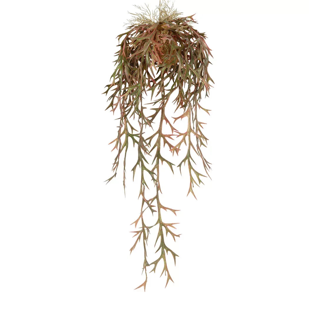 Hanging Plant - Staghorn Fern Late Autumn - Hanging Plant