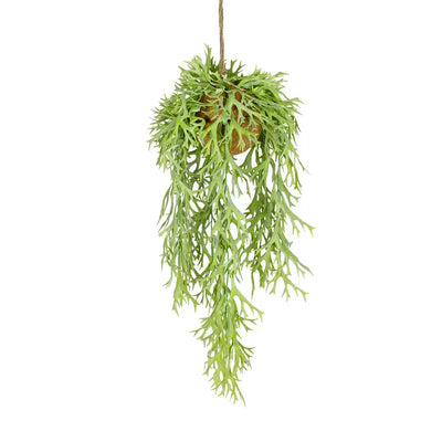 Hanging Plant - Staghorn Fern Light Green - Herb Ball