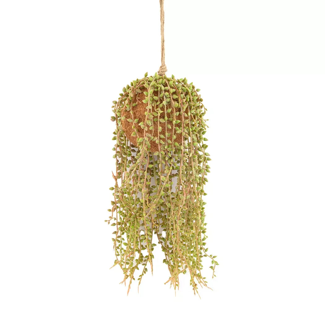 Hanging Plant - Succulent Pearl - Herb Ball
