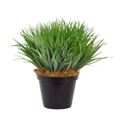 Hedgehog Grass Plant - Medium Herb Ball
