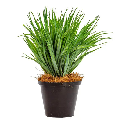 Hedgehog Grass Plant - Small - Herb Ball