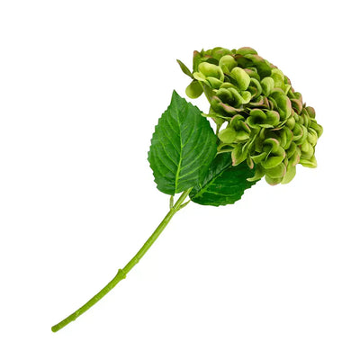 Hydrangea - Greens - Greenery