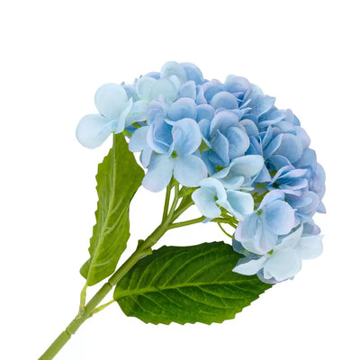 Hydrangea - Ocean Blue - Greenery