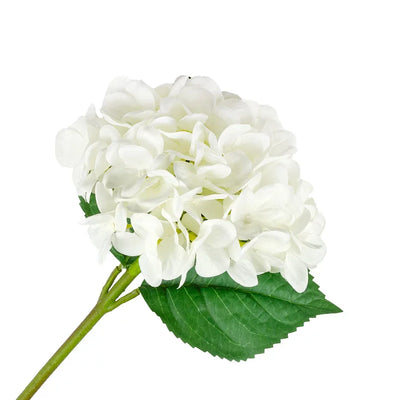 Hydrangea - Snow White - Greenery