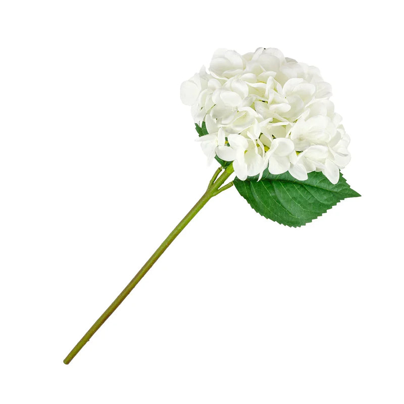 Hydrangea - Snow White - Greenery