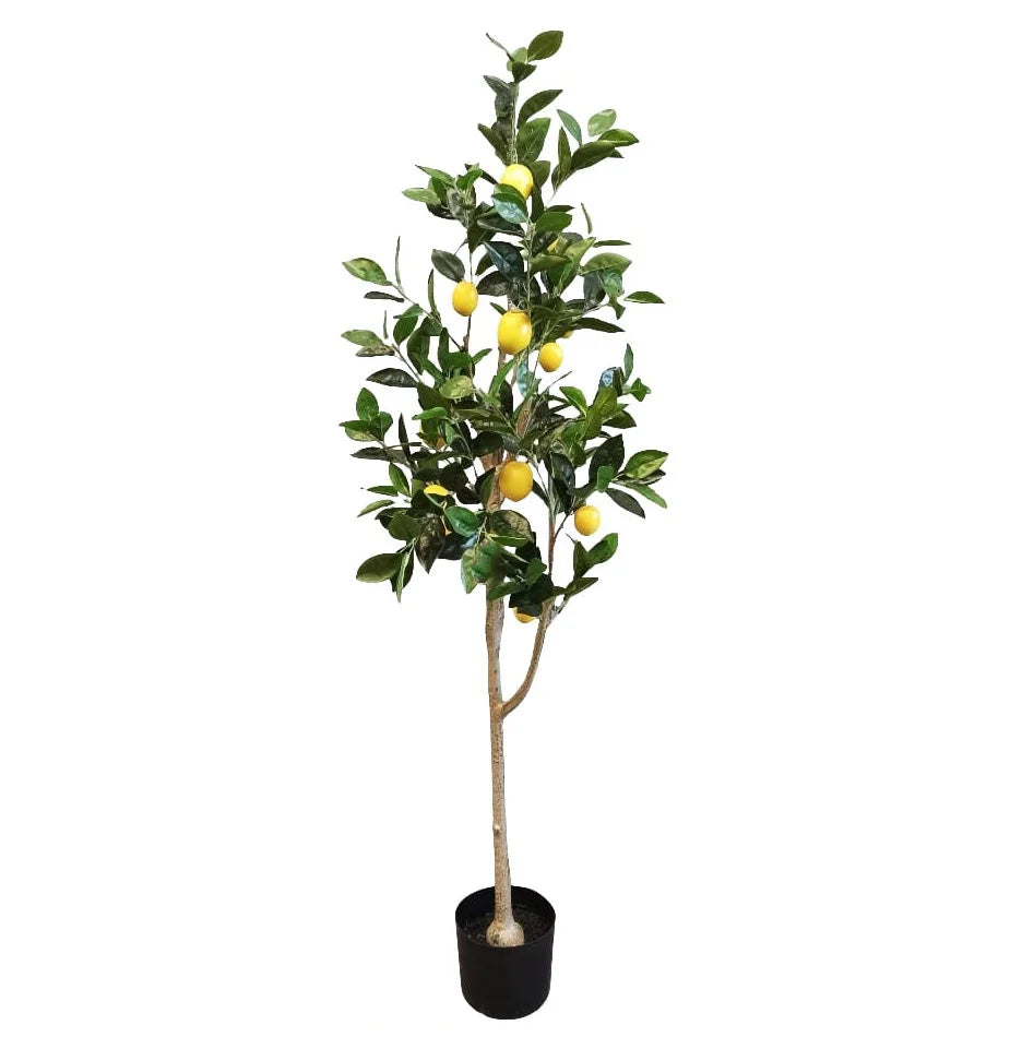 Lemon Tree - 150cm - Plant