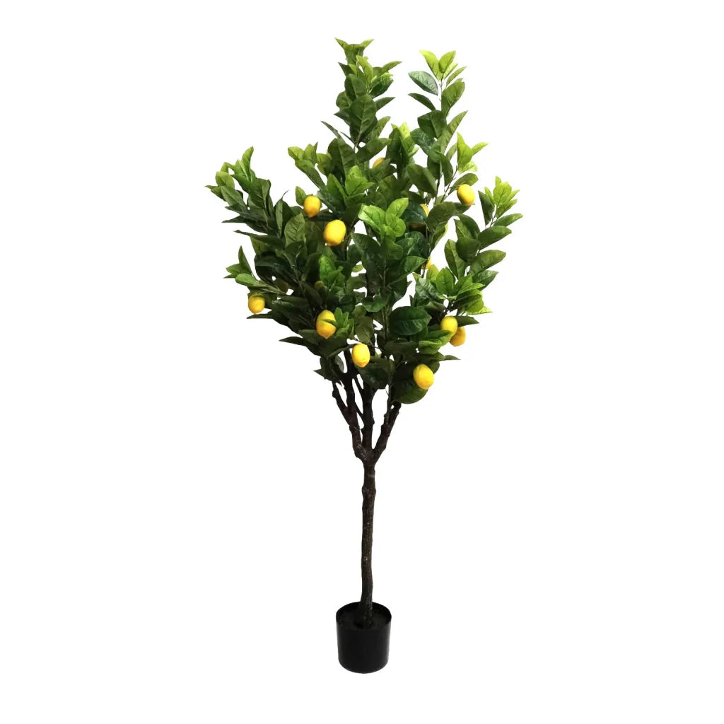 Lemon Tree - 185cm - Plant