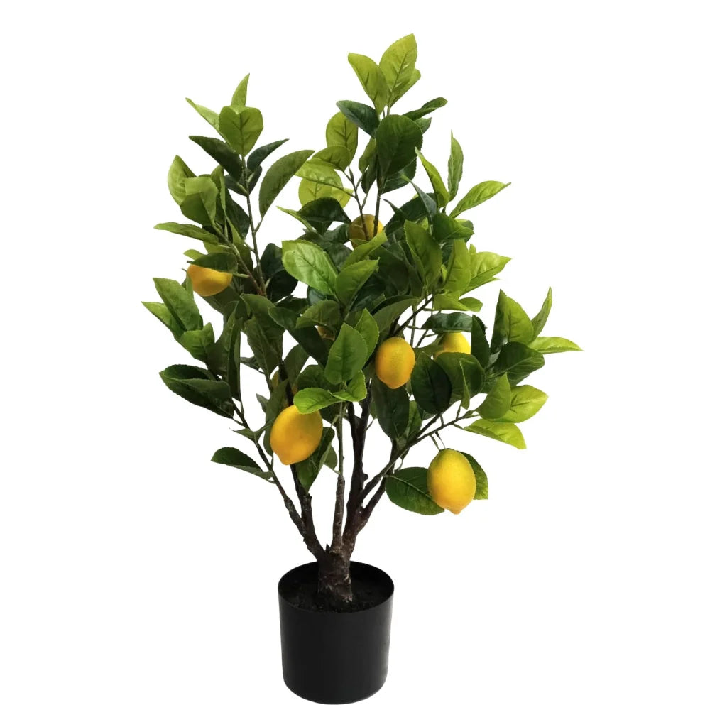 Lemon Tree - 80cm - Plant