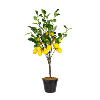 Lemon Tree - 90cm - Plant