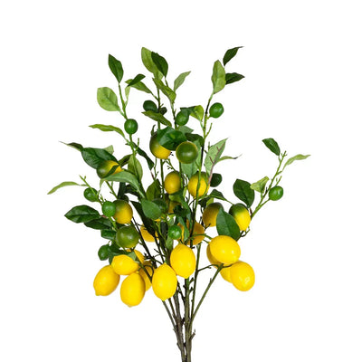 Lemon Tree - 90cm - Plant