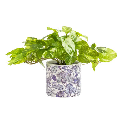 Marble Pothos Bush - Herb Ball