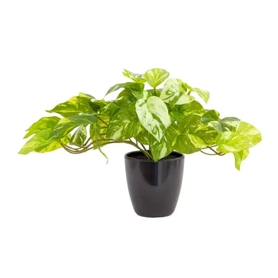 Marble Pothos Bush - Herb Ball