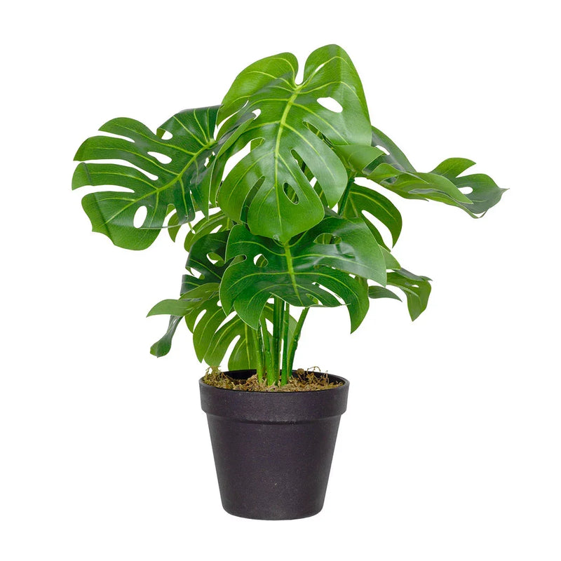 Monsteria Plant 38cm - Plant