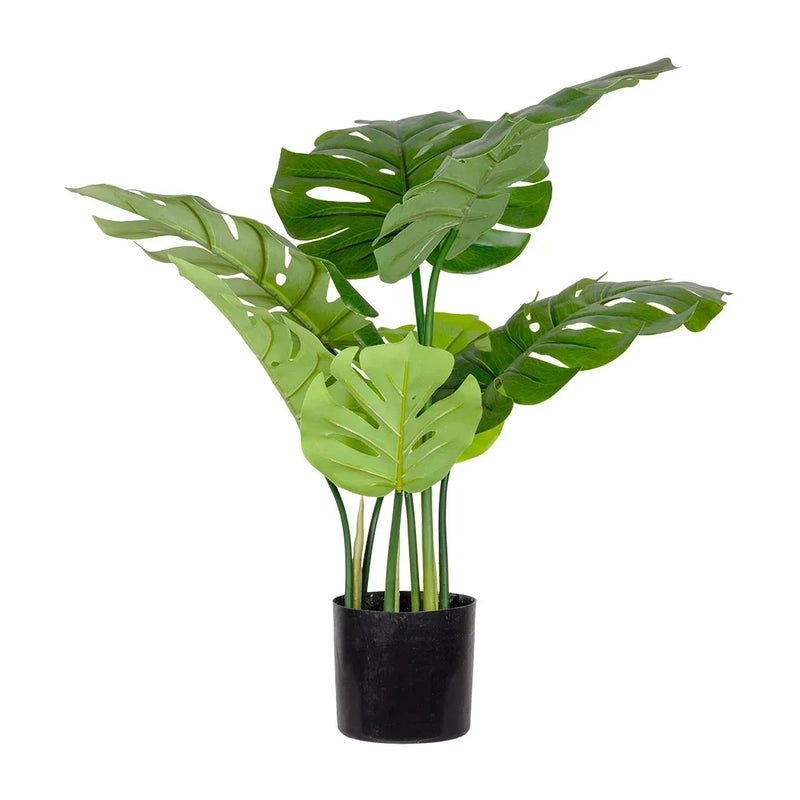 Monsteria Plant 55cm - Plant