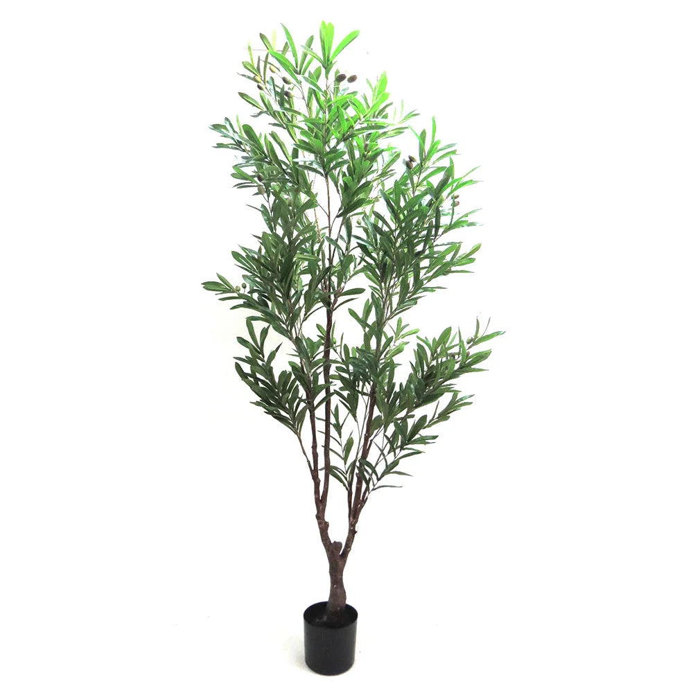 Olive Tree - 180cm - Plant