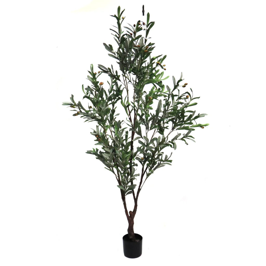 Olive Tree - 180cm Tuscany - Plant