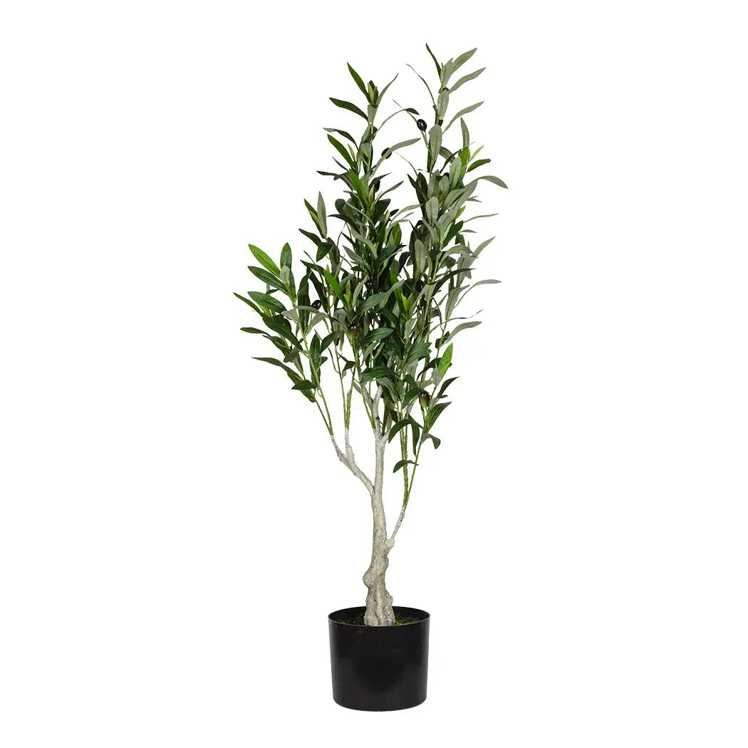 Olive Tree 95cm - Plant