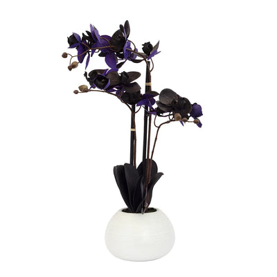 Orchid - Black & Purple Potted 56cm - Plant