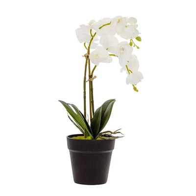 Orchid - Double White in Plain Pot 47cm - Herb Ball