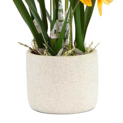 Orchid - Orange Swan Potted 55cm - Herb Ball