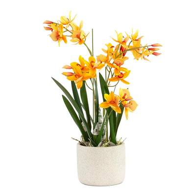 Orchid - Orange Swan Potted 55cm - Herb Ball