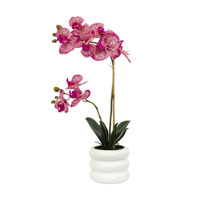 Orchid - Pink Beauty Potted 54cm - Plant