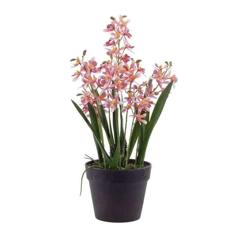 Orchid - Pink Cymbidium - Plant