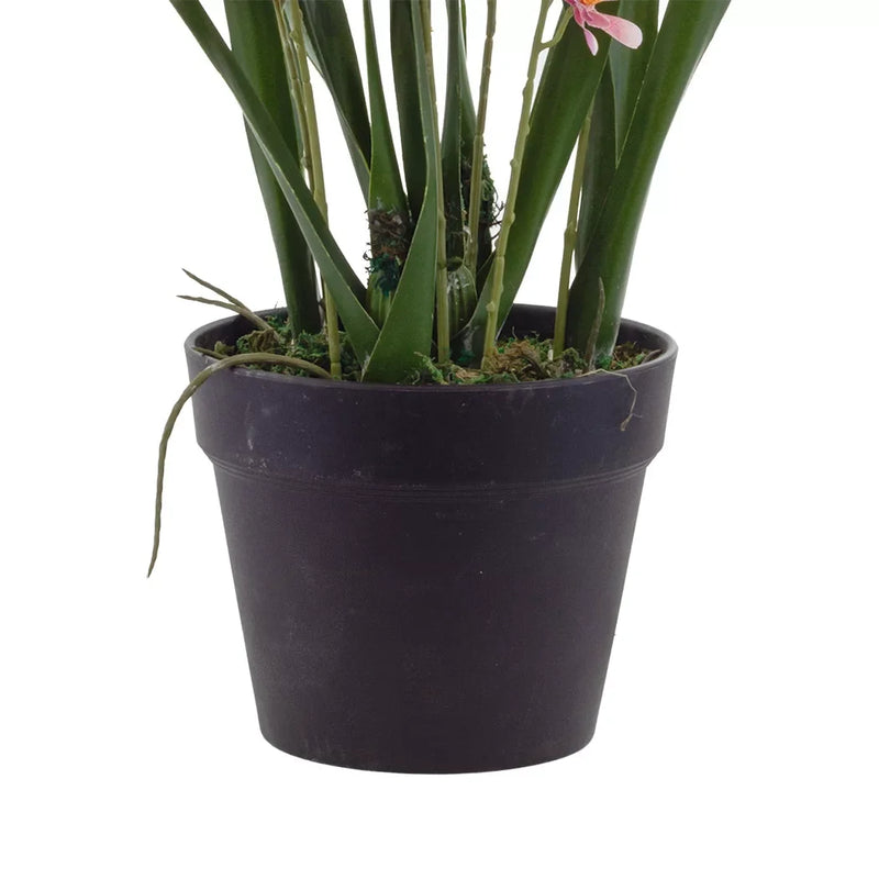 Orchid - Pink Cymbidium - Plant