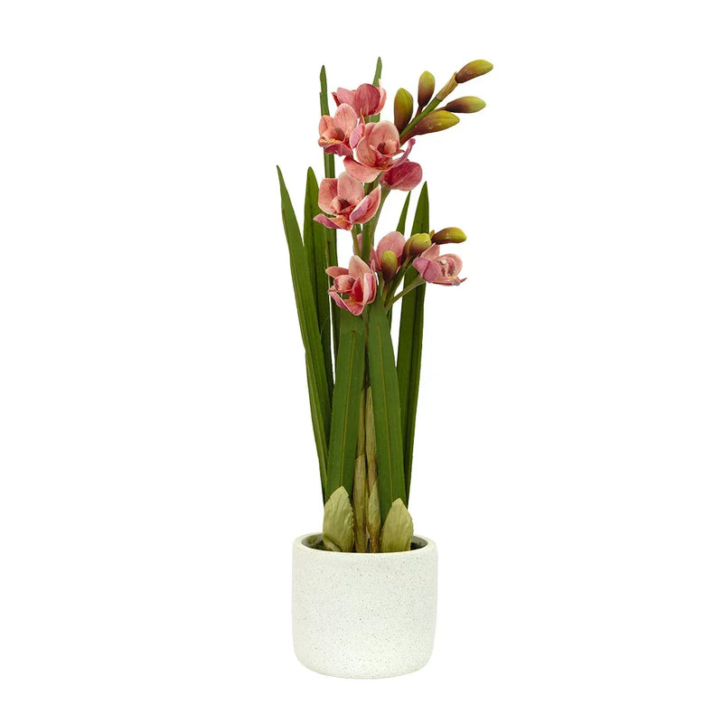 Orchid - Pink Cymbidium Potted 56cm - Plant