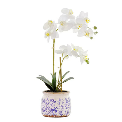 Orchid - Potted Blue & White 56cm - Herb Ball