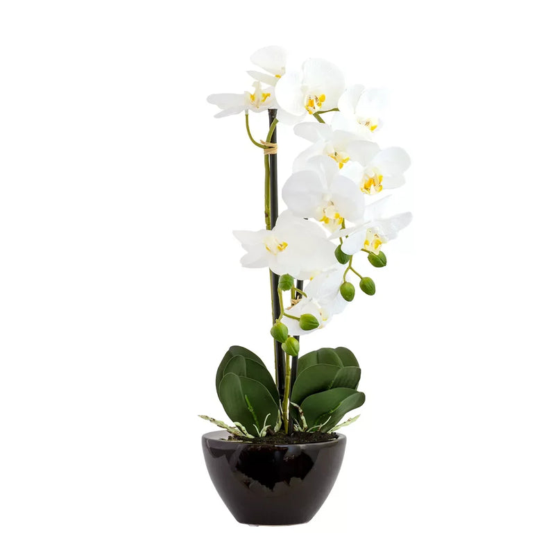 Orchid - Potted Ebony White 50cm - Herb Ball