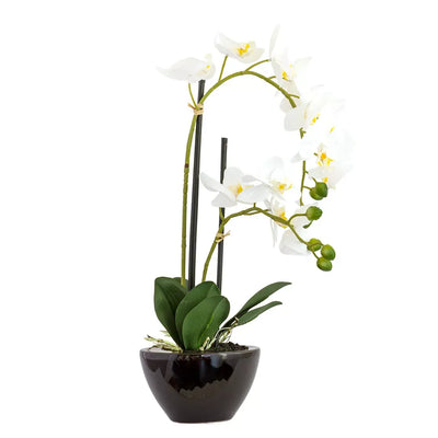 Orchid - Potted Ebony White 50cm - Herb Ball