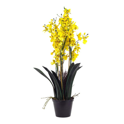 Orchid - Potted Oncidium Extra Large 70cm Herb Ball