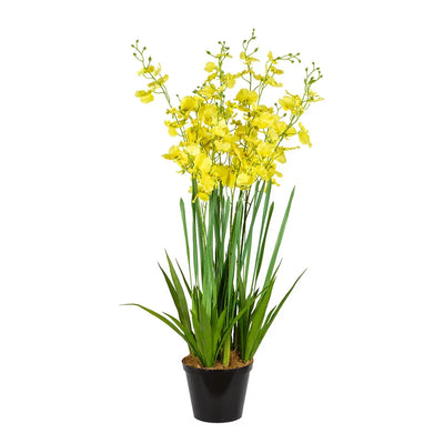 Orchid - Potted Oncidium Extra Large 80cm - Plant