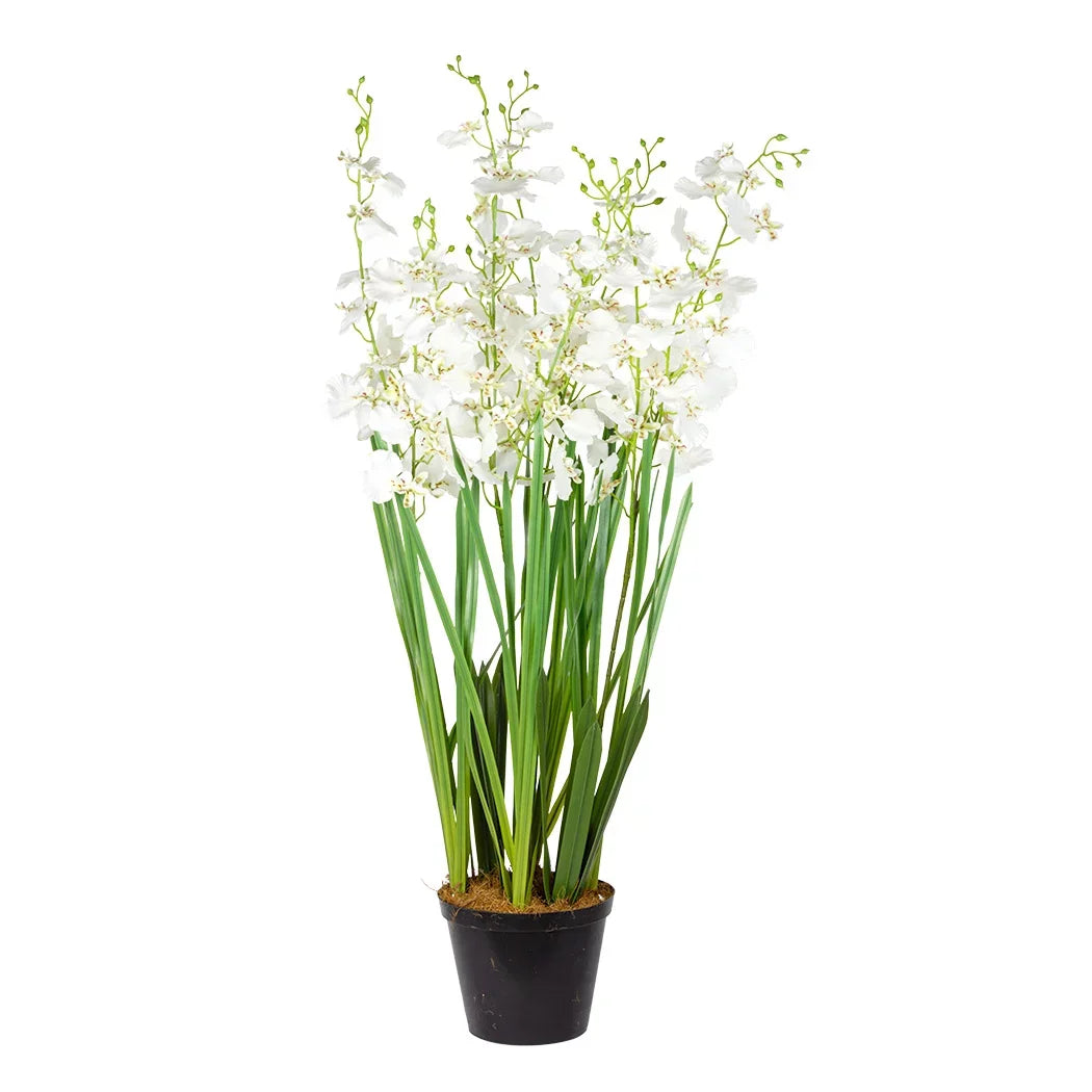 Orchid - Potted White Oncidium Extra Large 80cm - Plant
