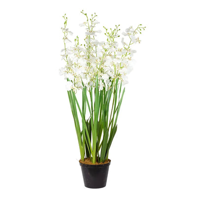 Orchid - Potted White Oncidium Extra Large 80cm - Plant