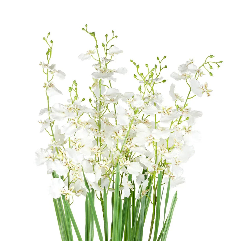 Orchid - Potted White Oncidium Extra Large 80cm - Plant