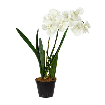 Orchid - Single Vanda 62cm - Plant