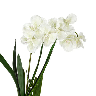 Orchid - Single Vanda 62cm - Plant