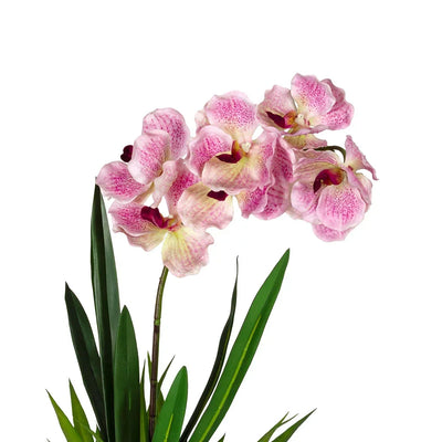 Orchid - Single Vanda Pink 62cm - Plant
