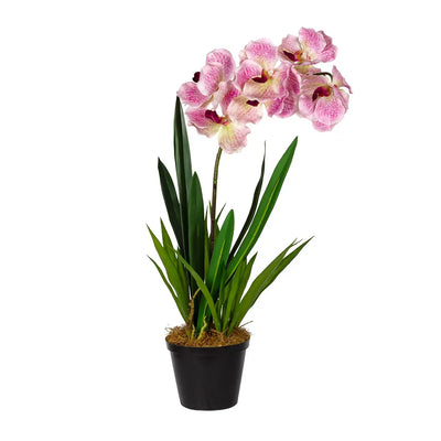Orchid - Single Vanda Pink 62cm - Plant