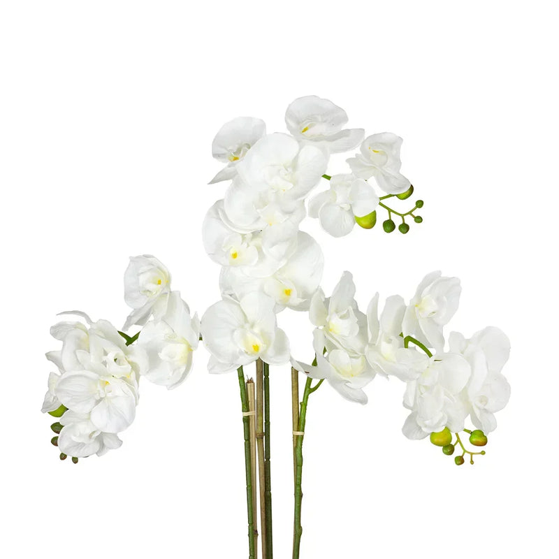 Orchid - Triple Moth 72cm - Plant