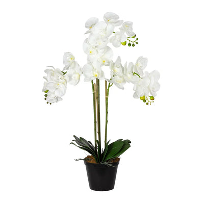 Orchid - Triple Moth 72cm - Plant