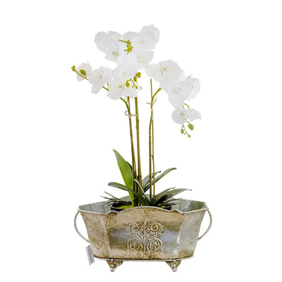 Orchid - Triple White in Plain Pot 60cm - Herb Ball