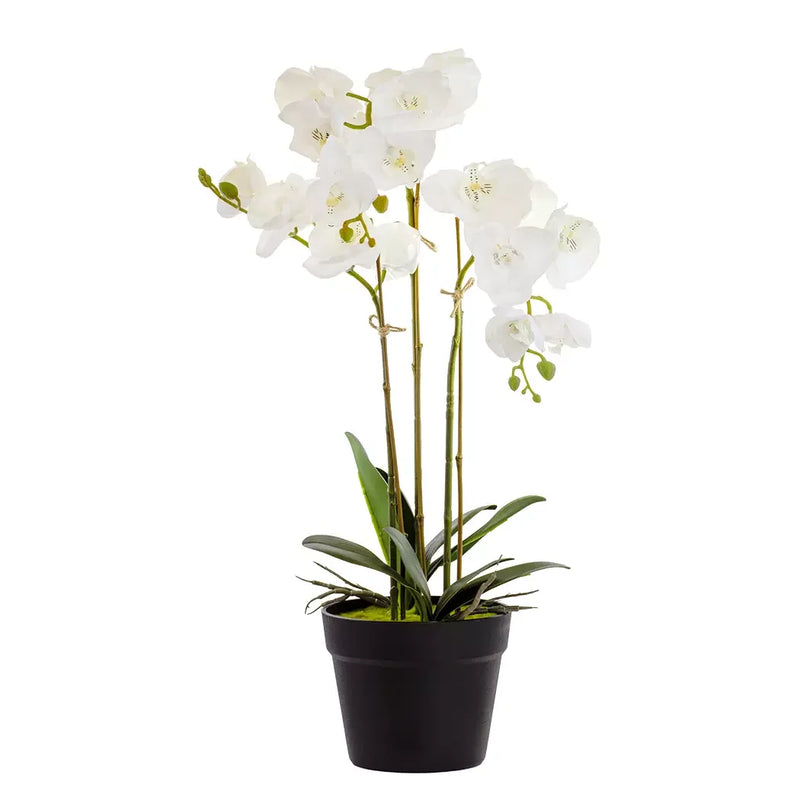 Orchid - Triple White in Plain Pot 60cm - Herb Ball